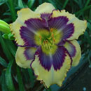 Spacecoast Blue Butterfly Daylily